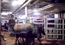 Kemenhub Optimalkan Kapal Ternak Pendukung Swasembada Daging Nasional