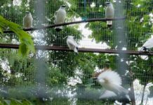 Pelestarian Curik Bali Jadi Potensi Pariwisata Kuat di Bali Barat