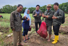 DPKP Laksanakan Ubinan Bawang Merah Varietas Bima Brebes