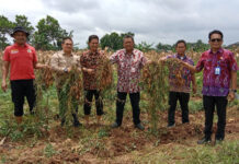 DPKP Siap Kembangkan Penanaman Umbi Jepang di Kabupaten Tangerang