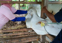 Sebanyak 1.100 Dosis Vaksin LSD untuk Hewan Ternak