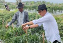 Kota Serang Panen Raya Cabai