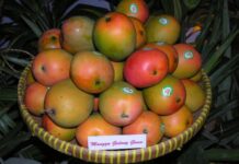 Gubernur Ridwan Kamil Buka Jalan Ekspor Mangga Gedong Gincu ke Jepang