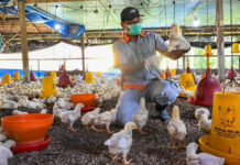Kabupaten Tangerang Mitigasi Pencegahan Flu Burung
