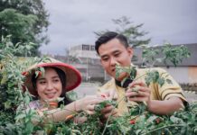 Grand Mercure Malang Mirama Ajak Tamu Berkebun dan Panen Sayur Hingga Buah-Buahan