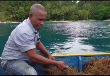 Potensi Ekonomi Provinsi Papua Bergeser dari Mineral ke Pertanian