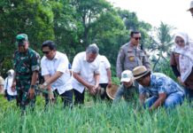 Jagung Pulut hingga Bawang Merah Dipanen Wali Kota Tangsel