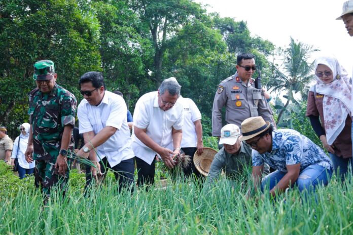 FOTO 8 Nov_Wali Kota Tangerang Selatan Benyamin Davnie memanen berbagai jenis hasil tanaman di Saung Baba Kimpo, Parigi Baru, Pondok Aren 1 INI SAJA