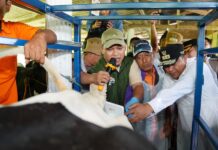 Provinsi Sulsel Targetkan Enrekang Jadi Sentral Sapi Perah
