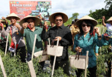 Panen Cabai 1 Hektare di Keerom Papua Dapat Stabilkan Harga