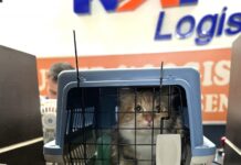 Layanan Pengiriman Hewan Peliharaan dengan KAI Logistik Naik 30%