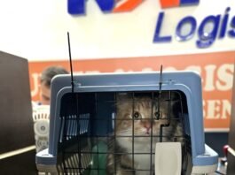 KAI Logistik Catat Kinerja 6,2 Juta Ton pada Triwulan III/2026