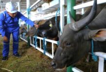 Kemenhub Optimalkan Layanan Kapal Ternak Guna Dukung Ketahanan Pangan dan Distribusi Hewan Kurban