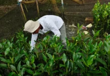 TPS Dorong Restorasi Pesisir Berbasis Pemberdayaan Petani Mangrove