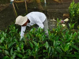 Sinkronisasi Perencanaan Daerah untuk Capai Target Net Zero Emission