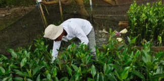 TPS Dorong Restorasi Pesisir Berbasis Pemberdayaan Petani Mangrove