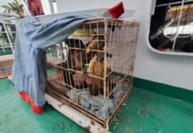 Pelni Gagalkan Penyelundupan Satwa Langka Asli Papua