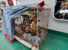 Pelni Gagalkan Penyelundupan Satwa Langka Asli Papua