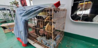 Pelni Gagalkan Penyelundupan Satwa Langka Asli Papua