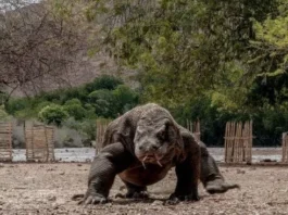 TN Komodo Terbaik Kedua dalam Daftar 10 Tempat Terindah Dunia