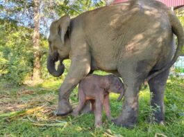 Pemerintah Segera Terbitkan Inpres Larang Atraksi Wisata Gajah Tunggang