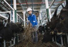 Pelni Angkut 825 Ekor Sapi dari Kupang ke Jakarta untuk Iduladha