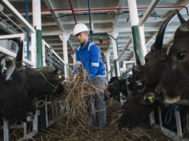Pelni Angkut 825 Ekor Sapi dari Kupang ke Jakarta untuk Iduladha