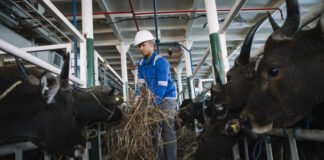Pelni Angkut 825 Ekor Sapi dari Kupang ke Jakarta untuk Iduladha