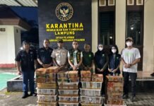 Barantin Selamatkan 807 Burung dari Perdagangan Ilegal di Pelabuhan Bakauheni