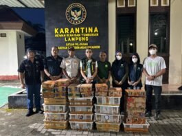 Barantin Selamatkan 807 Burung dari Perdagangan Ilegal di Pelabuhan Bakauheni
