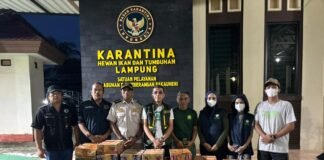Barantin Selamatkan 807 Burung dari Perdagangan Ilegal di Pelabuhan Bakauheni