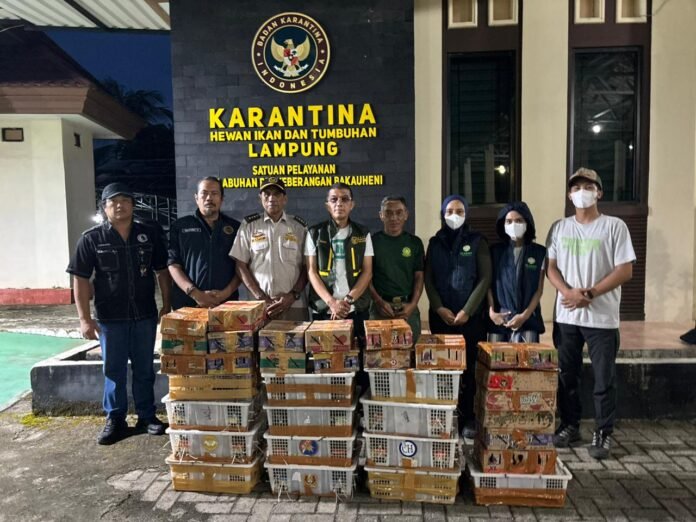 FOTO 16 Juni_Kepala Karantina Lampung Donni Muksydayan (rompi) bersama tim gabungan saat melakukan penahanan satwa burung di Pelabuhan Bakauheni, Lampung Selatan. humaskarantinalampung