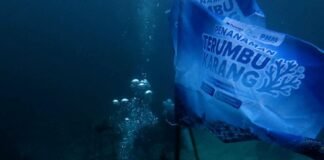 ASDP Perkuat Konservasi Terumbu Karang di Pesisir Bau-Bau