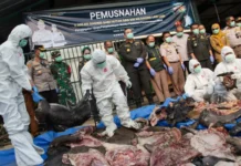 Barantin Gagalkan Pengiriman 3 Ton Daging Babi Hutan dan 600 Kg Labi-labi Tanpa Dokumen di Pelabuhan Merak