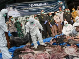 Barantin Gagalkan Pengiriman 3 Ton Daging Babi Hutan dan 600 Kg Labi-labi Tanpa Dokumen di Pelabuhan Merak