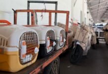 KAI Logistik Layani 90.000 Hewan Peliharaan pada Semester I/2026