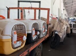 KAI Logistik Layani 90.000 Hewan Peliharaan pada Semester I/2026