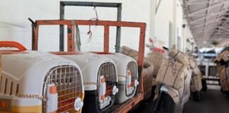 KAI Logistik Layani 90.000 Hewan Peliharaan pada Semester I/2026