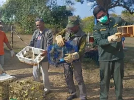 Bagasi Bus Jadi Tempat Penyelundupan 284 Burung Ilegal di Bali
