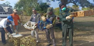 Bagasi Bus Jadi Tempat Penyelundupan 284 Burung Ilegal di Bali