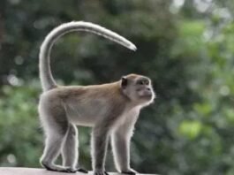 Barantin Gagalkan Pengiriman Anak Kera Ekor Panjang di Bandara Juanda