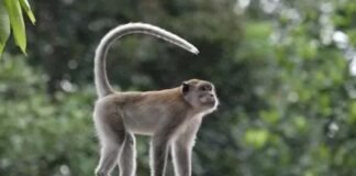 Barantin Gagalkan Pengiriman Anak Kera Ekor Panjang di Bandara Juanda