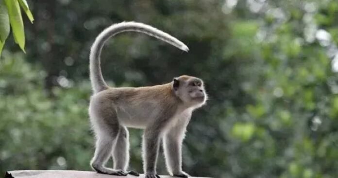 FOTO 17 Sept_Anak kera ekor panjang (Macaca fascicularis) yang gagal diseludupkan di Bandara Juanda, Sidoarjo, Jawa Timur. dok. barantin INI