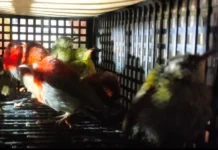 Petugas Gabungan Gagalkan WNA Sri Lanka Bawa 101 Burung dalam Koper di Bandara Soekarno-Hatta