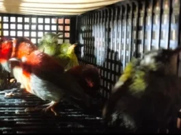 Petugas Gabungan Gagalkan WNA Sri Lanka Bawa 101 Burung dalam Koper di Bandara Soekarno-Hatta