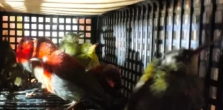 Petugas Gabungan Gagalkan WNA Sri Lanka Bawa 101 Burung dalam Koper di Bandara Soekarno-Hatta